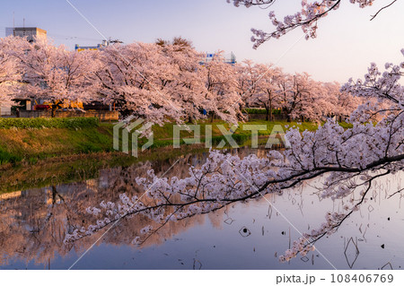 《新潟県》桜満開・春の高田城址公園 108406769