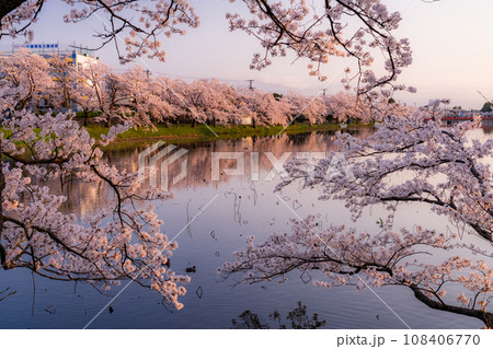 《新潟県》桜満開・春の高田城址公園 108406770
