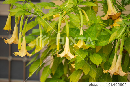 Brugmansia golden Brugmansia golden 108406803