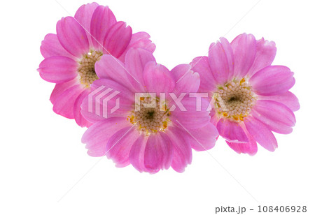 cineraria flowers isolated cineraria flowers isolated 108406928