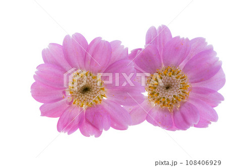 cineraria flowers isolated cineraria flowers isolated 108406929