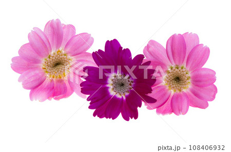 cineraria flowers isolated 108406932