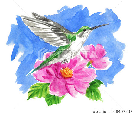 水彩で描いたハチドリと花231103pix7 108407237
