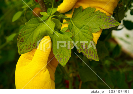 A close-up of a farmer's hands in yellow gloves, examining tomato leaves damaged by bacterial spotting. Problems of agriculture 108407492