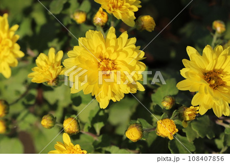 秋の公園に咲く黄色いスプレーギクの花 108407856