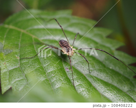 葉にとまるザトウムシ 葉にとまるザトウムシ 108408222