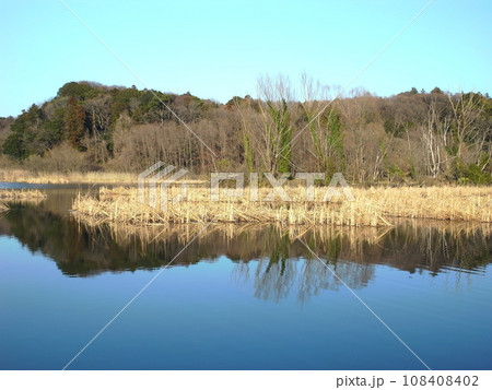 早春の21世紀の森と広場の千駄堀池と林風景 早春の21世紀の森と広場の千駄堀池と林風景 108408402