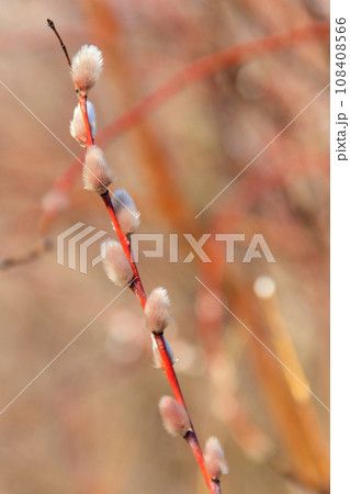 Pussy willow branch at early spring 108408566