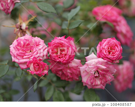 ピンク色のバラの花 108408587