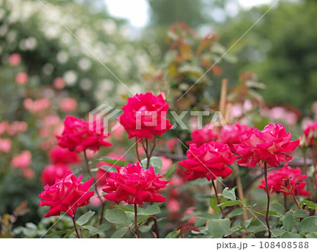 ピンク色のバラの花 108408588