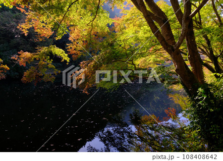 埼玉県毛呂山町の鎌北湖の秋景色 108408642