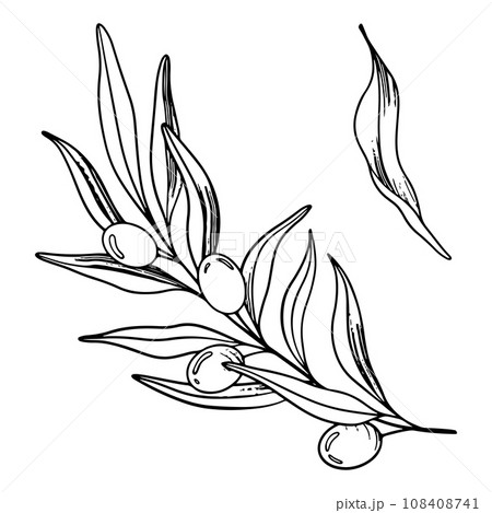 Sketch of olive branch with berries and leaves. Hand drawn vector line art illustration. Black and white drawing of the symbol of Italy or Greek for cards, design logo, tattoo 108408741