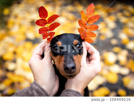 The owner's hands hold autumn rowan leaves near the dog's head, like horns. Autumn season 108409216