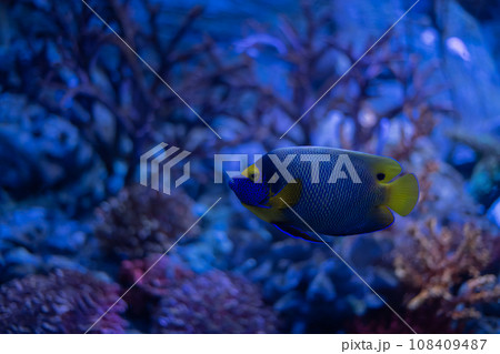 Sea fish swimming in the ocean. 108409487