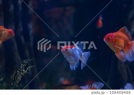 Goldfish swimming in the pond. Goldfish swimming in the pond. 108409488