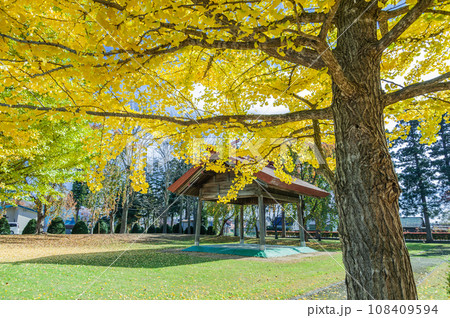 大野高校の黄色に色づいたイチョウの木 108409594