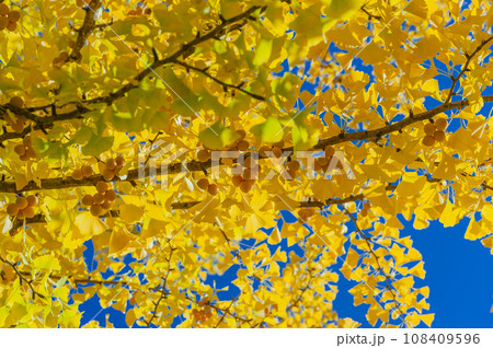 大野高校の黄色に色づいたイチョウの木 大野高校の黄色に色づいたイチョウの木 108409596