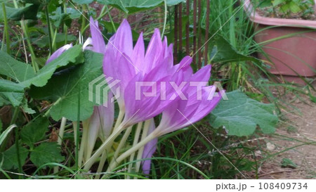 秋に咲くサフランの紫色の花 108409734