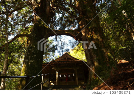 桑の川の鳥居杉 日本一の鳥居杉(高知県南国市桑ノ川 地主神社) 桑の川の鳥居杉 日本一の鳥居杉(高知県南国市桑ノ川 地主神社) 108409871