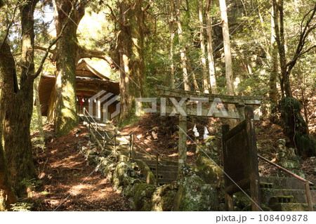 桑の川の鳥居杉 日本一の鳥居杉(高知県南国市桑ノ川 地主神社) 桑の川の鳥居杉 日本一の鳥居杉(高知県南国市桑ノ川 地主神社) 108409878