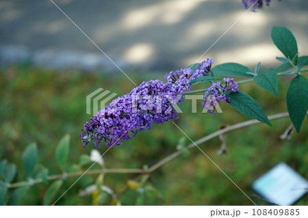 ブッドレアの花 ブッドレアの花 108409885
