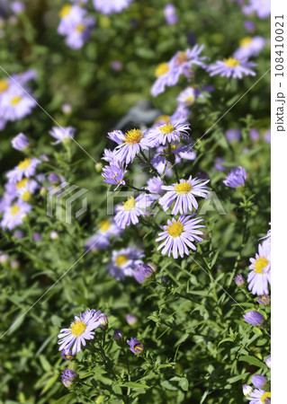 New York aster Professor Kippenberg 108410021