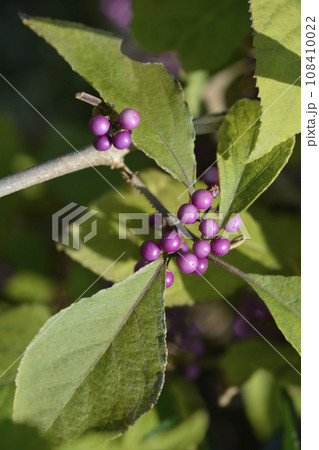 Beautyberry 108410022