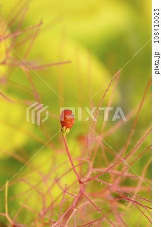 Smoke tree Golden Spirit 108410025