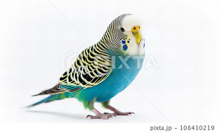 白背景のセキセイインコ 白背景のセキセイインコ 108410219