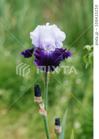 A beautiful flower of a bearded iris lilac purple in summer in the garden A beautiful flower of a bearded iris lilac purple in summer in the garden 108410250