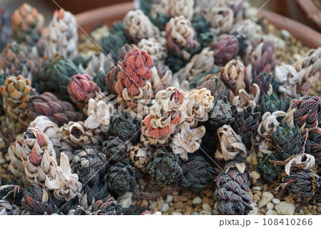 ハオルチア 九輪塔 ハオルチア 九輪塔 108410266