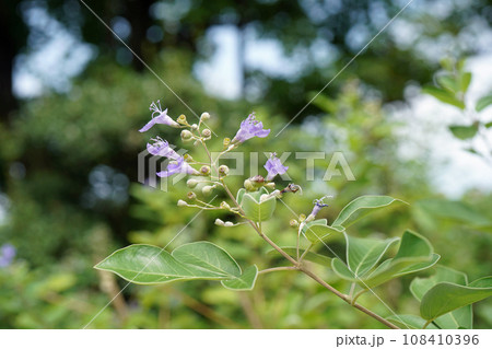 ミツバハマゴウ ミツバハマゴウ 108410396