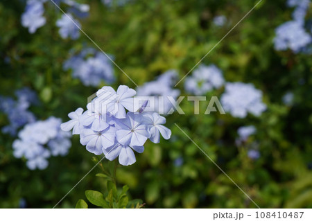 ルリマツリの花 ルリマツリの花 108410487