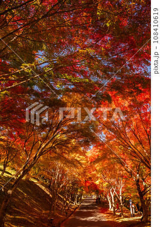 日本一の紅葉 もみじ湖もみじのトンネル 日本一の紅葉 もみじ湖もみじのトンネル 108410619