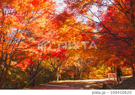 赤く染まったもみじ湖のもみじトンネル 108410620