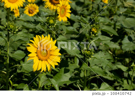Beautiful yellow color sunflower with green leaf background 108410742