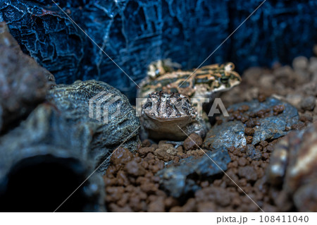 ナンブヒキガエルとエジプトミドリヒキガエル 108411040