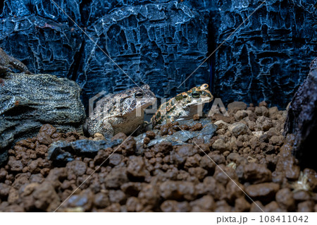 ナンブヒキガエルとエジプトミドリヒキガエル 108411042