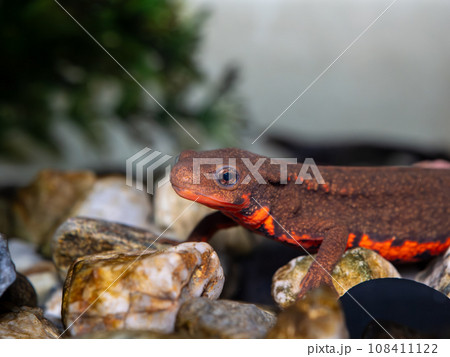 アカハライモリのアップ 108411122