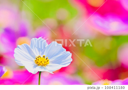 美しいコスモス   茨城県植物園 108411180