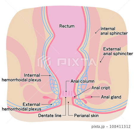 健康な肛門周りのシンプルなイラスト 108411312