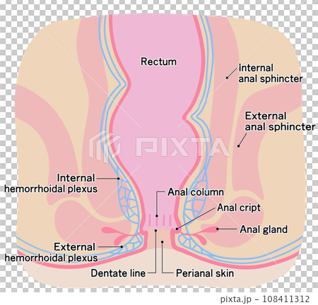 健康な肛門周りのシンプルなイラスト 108411312