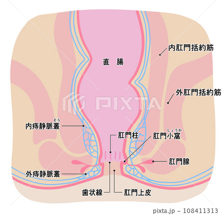 健康な肛門周りのシンプルなイラスト 108411313