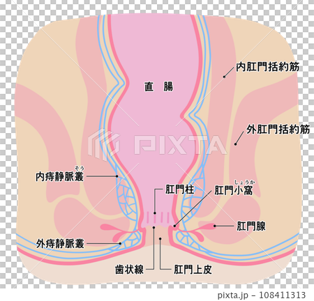健康肛門區域的簡單說明 健康肛門區域的簡單說明 108411313