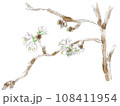 桜の水彩イラスト 108411954