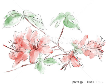 つつじの水彩イラストのイラスト素材 [108411955] - PIXTA