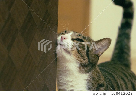 顔をこすりつける猫 108412028