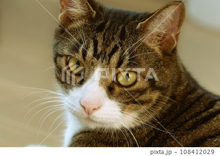 見つめる猫 108412029