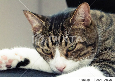 眠たそうな猫 眠たそうな猫 108412030