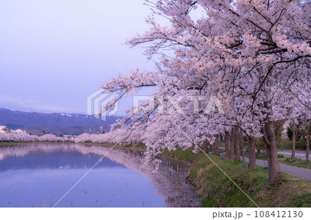 《新潟県》桜満開・春の高田城址公園 108412130